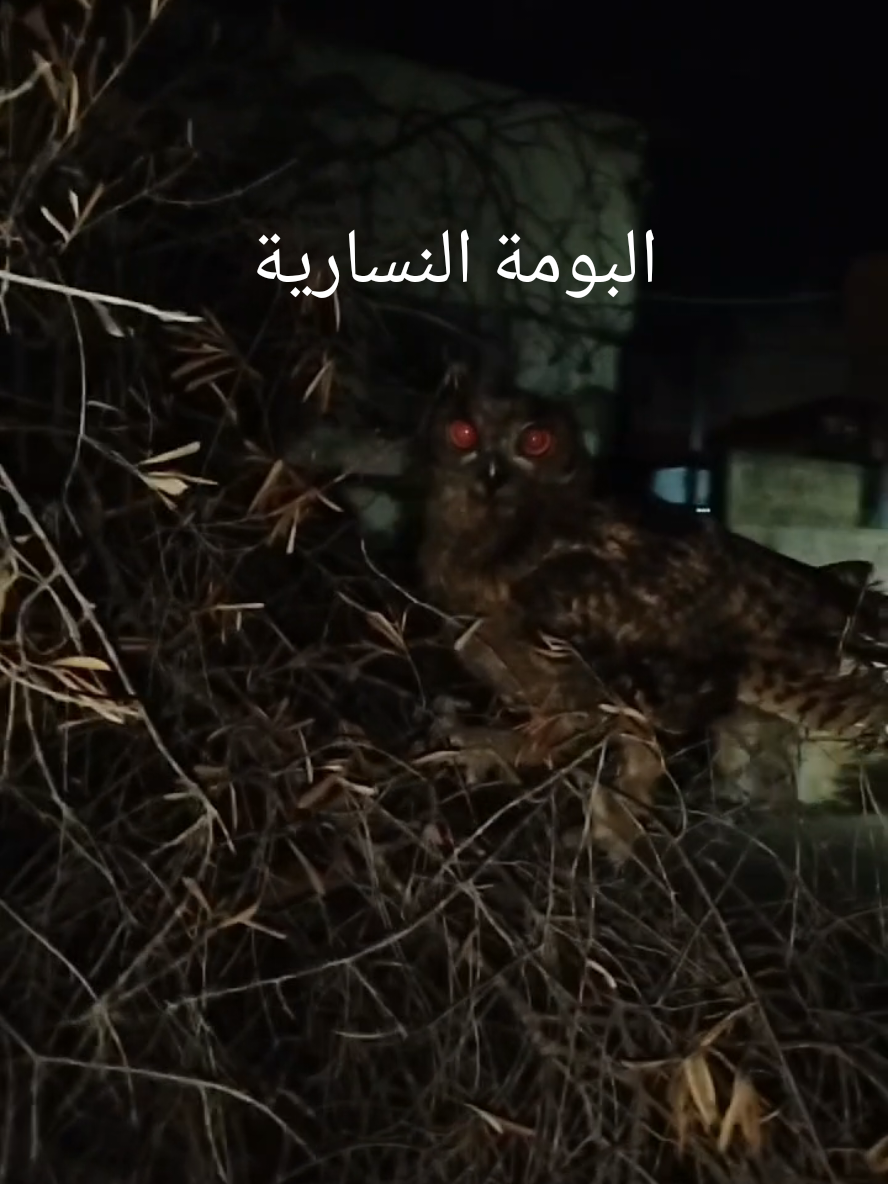 @فؤاد محاميد