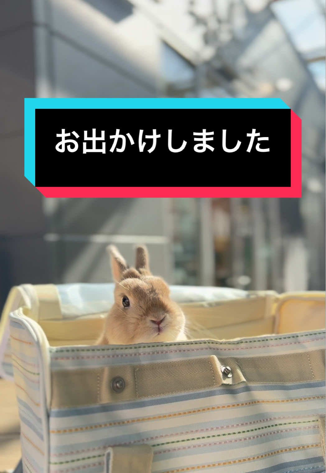 @うさぎのもちまる