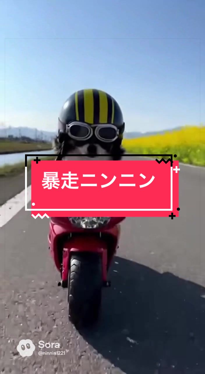 @ニンニン🐶🩵🍀