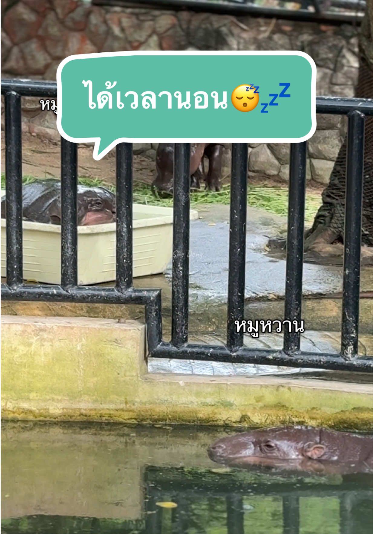 @She Deng