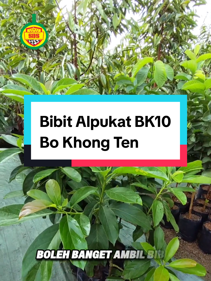 @Produksi Buah_SBS