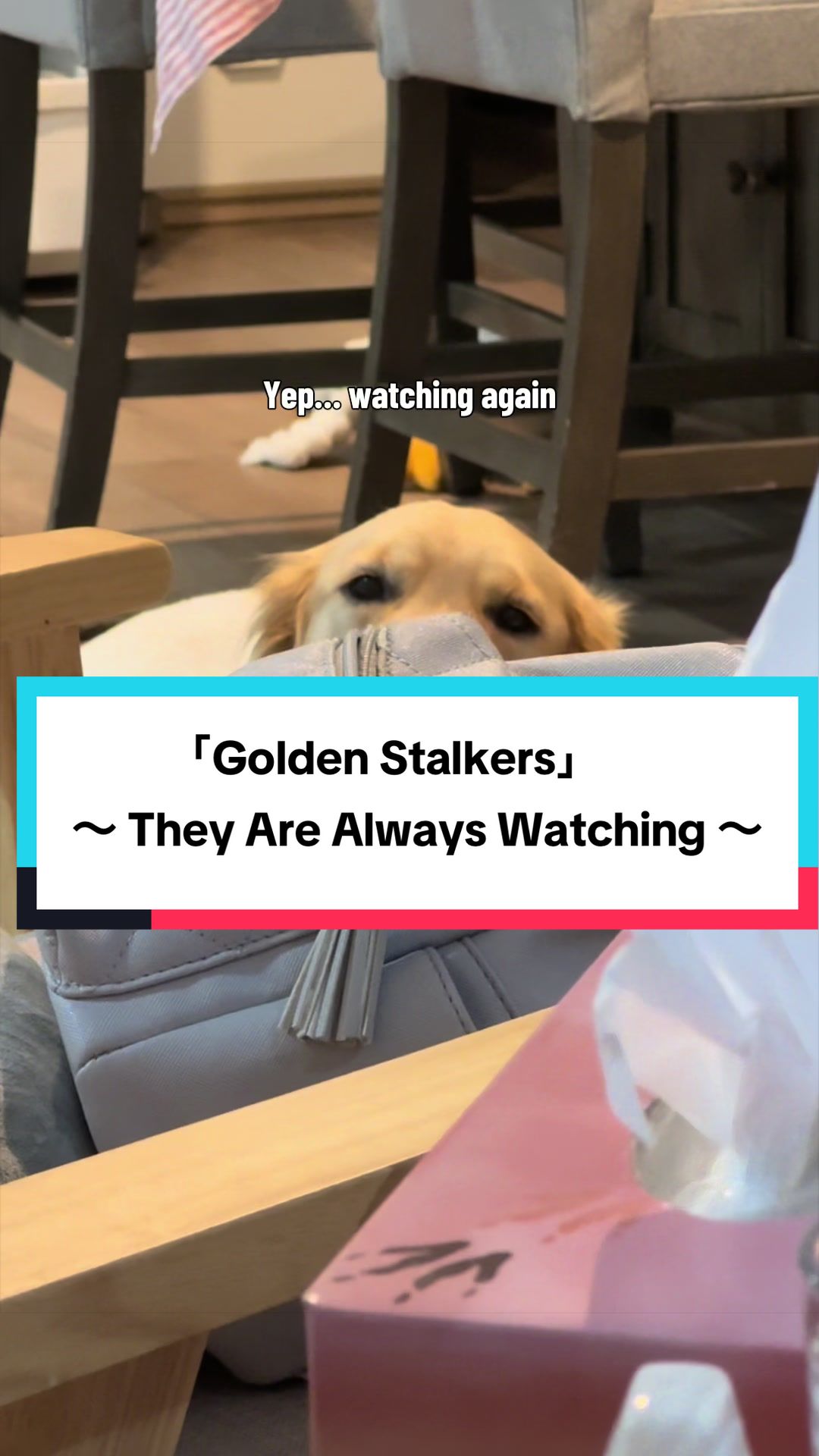 @3goldenretriever