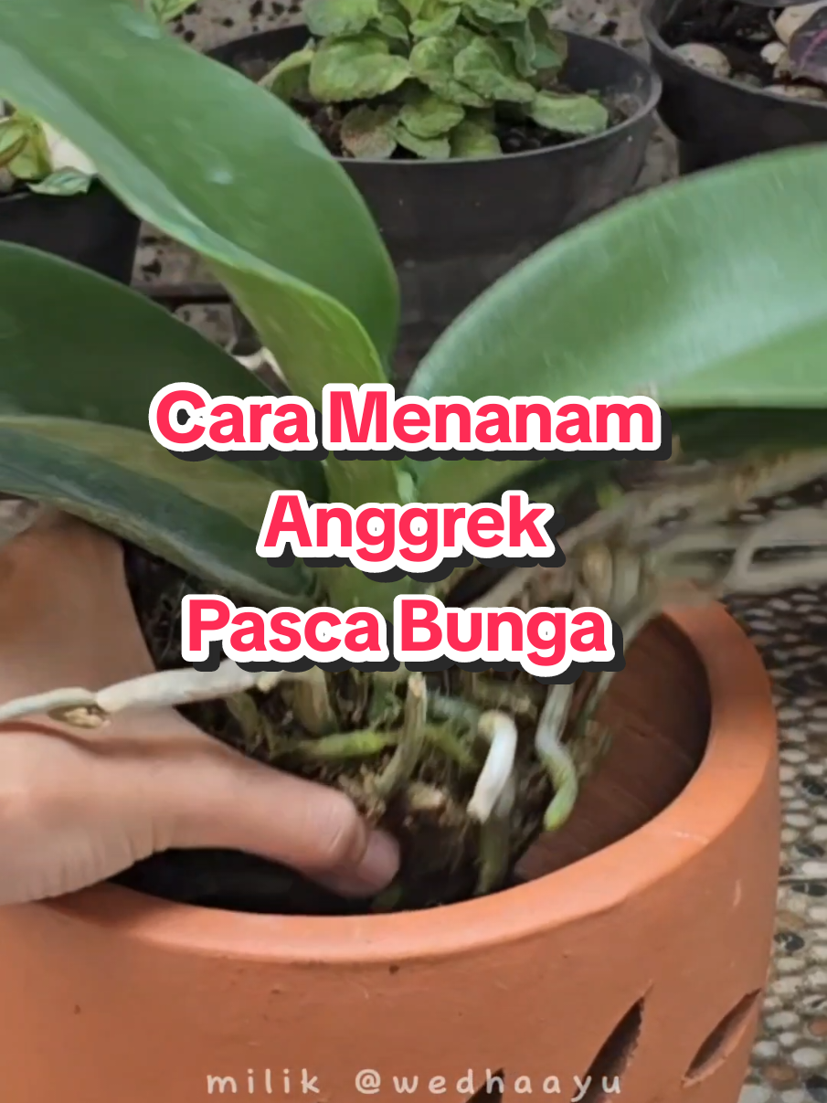 @Kupu kupu Orange