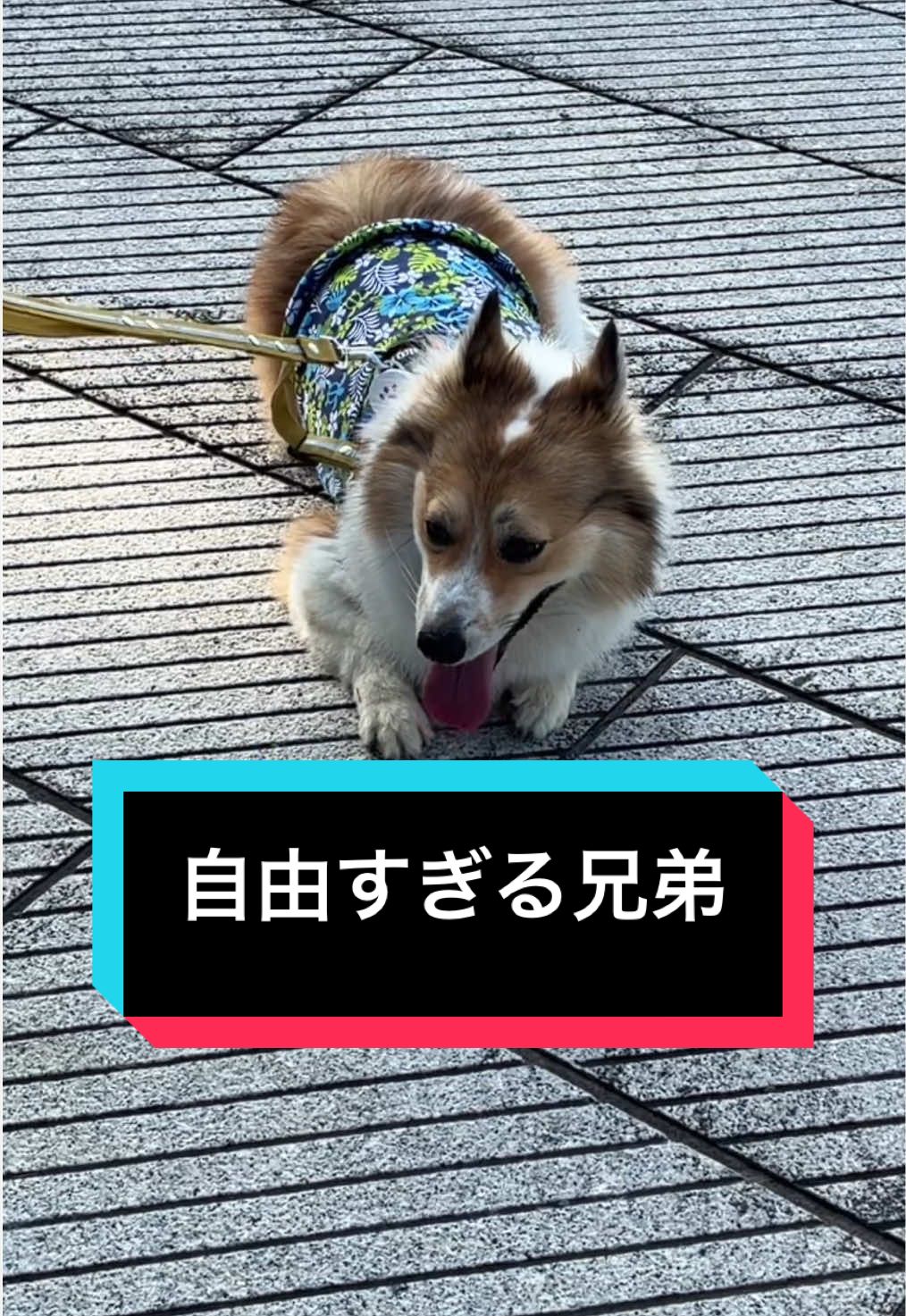 @サクサクビスケット