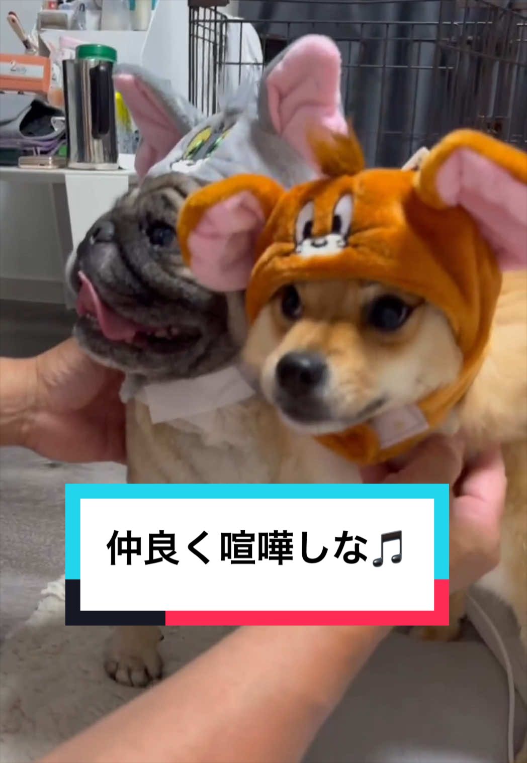 @🐶とん&ぺっぺこぺー🦊