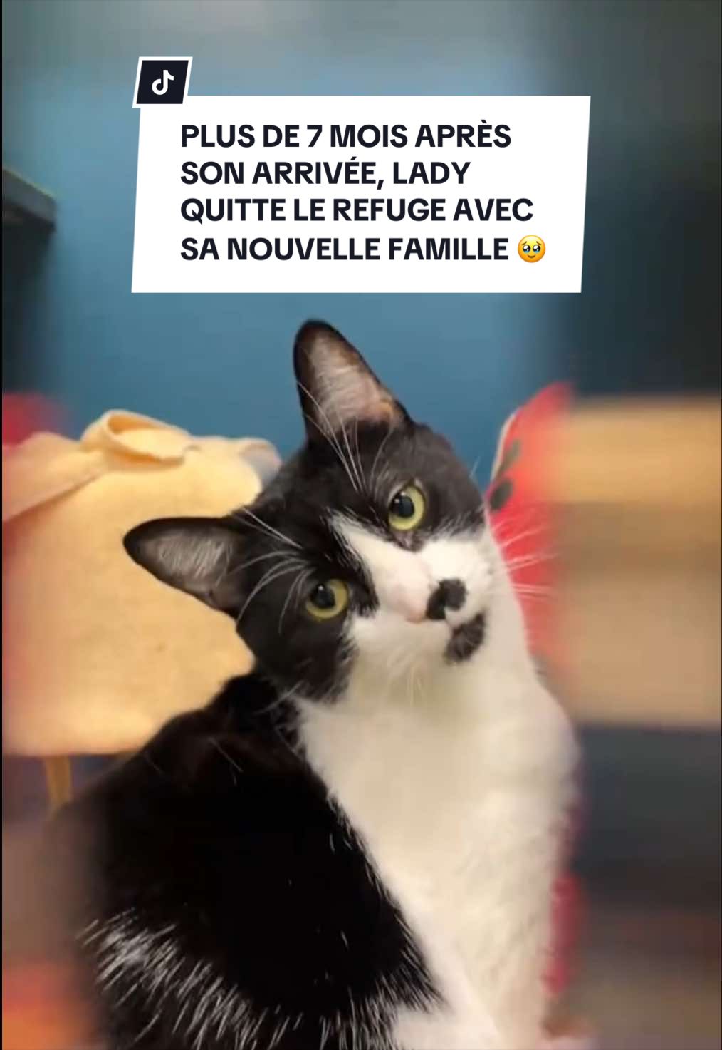 @Montreal SPCA
