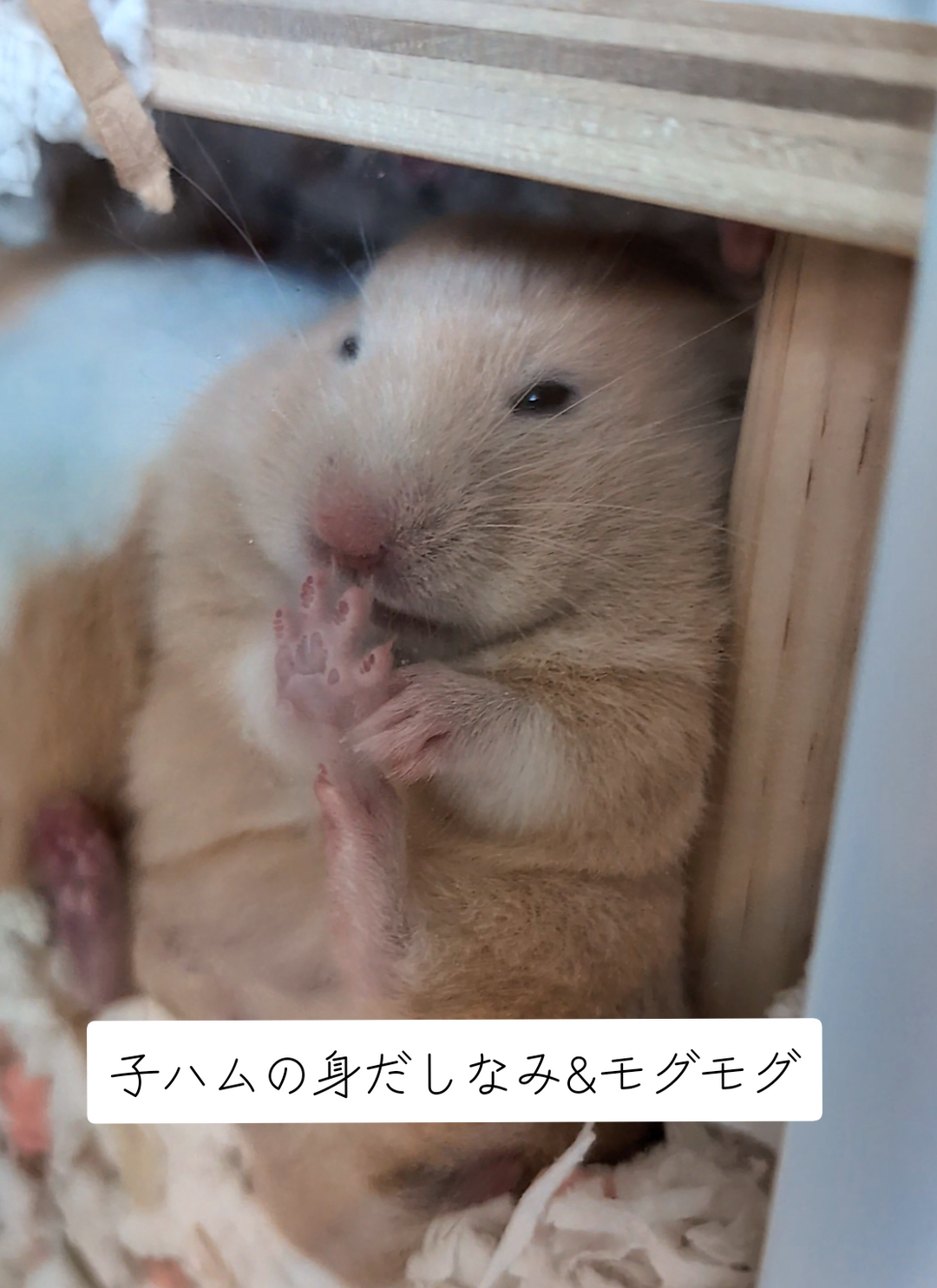 @鼻声🐹主婦