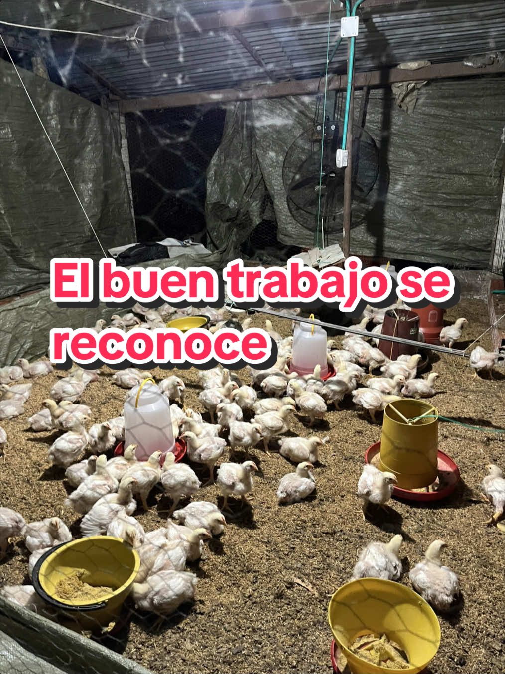 @elmagnatedelospollos