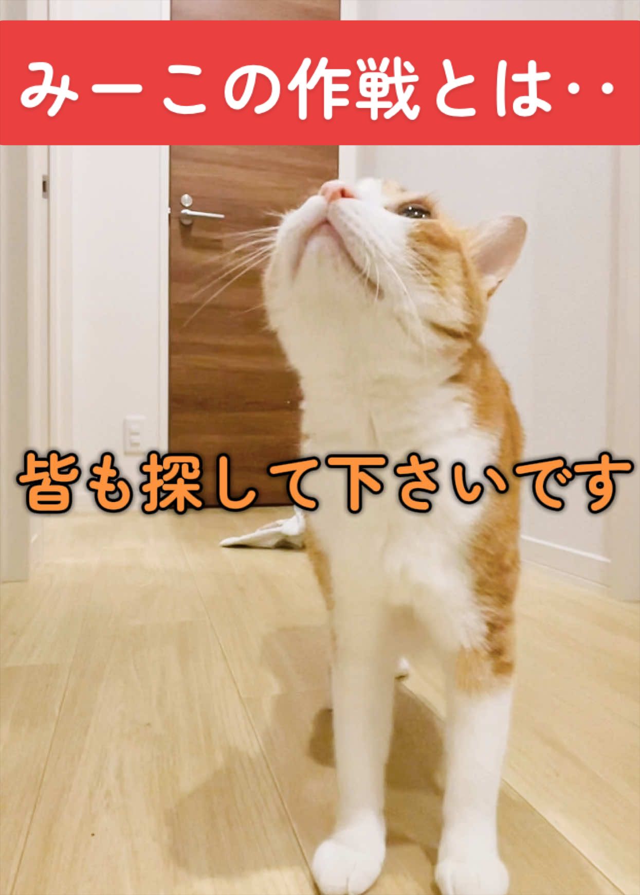 @みーこchannel