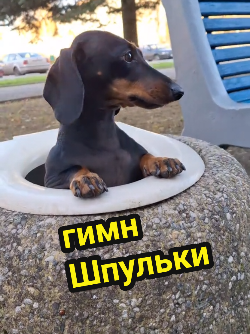 @ШПУЛЬКА. Весёлая такса!