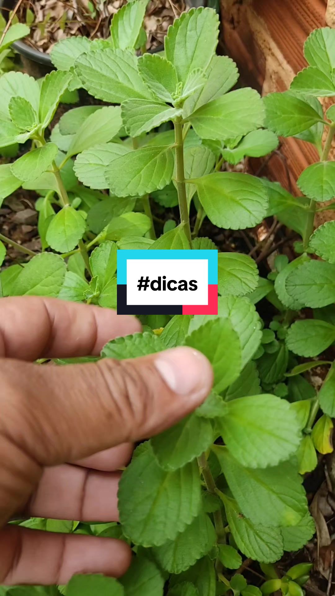 @natureza e saúde