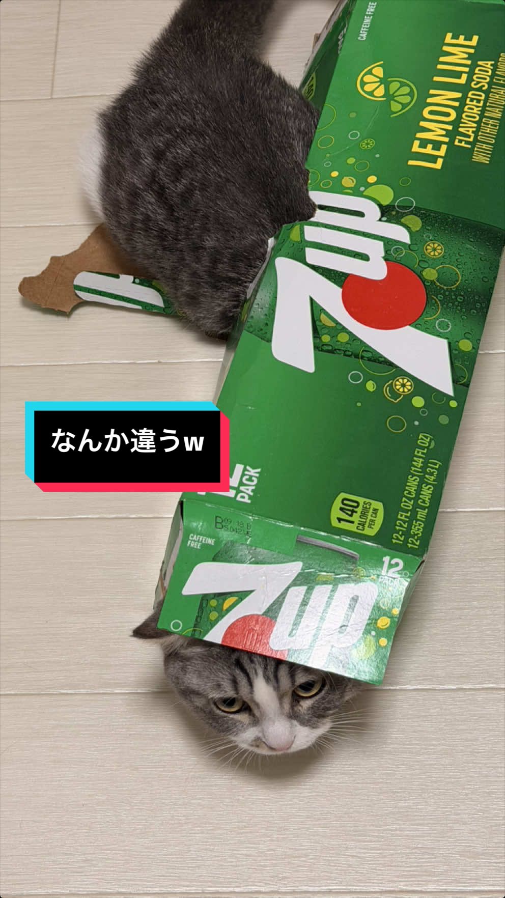 @☆しじみ☆マンチカン