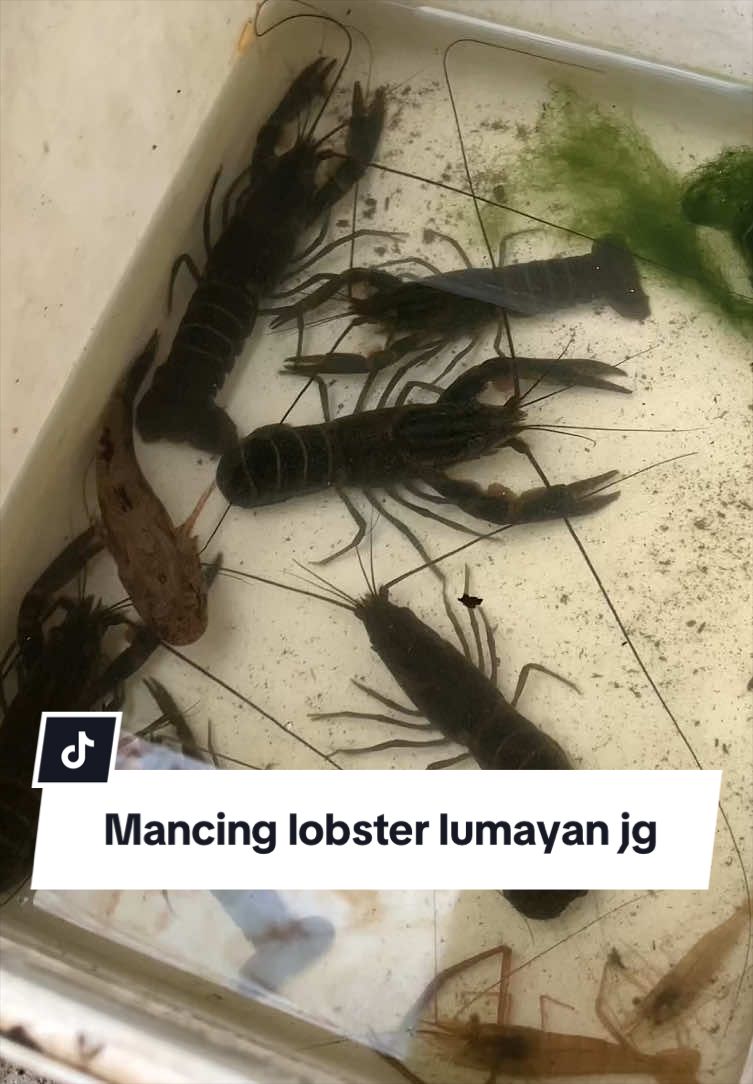 @Bang Fajri 🎣