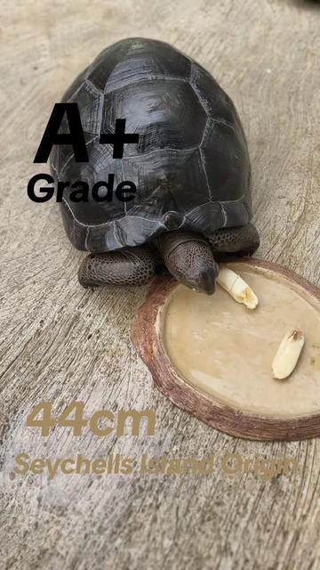 @ReptileTeamSby