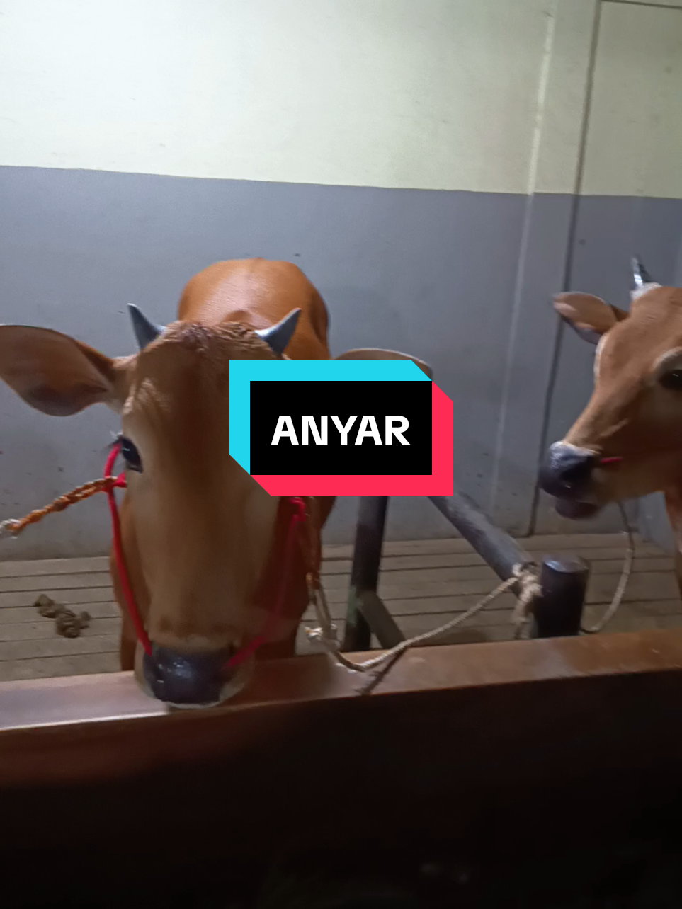 @njy