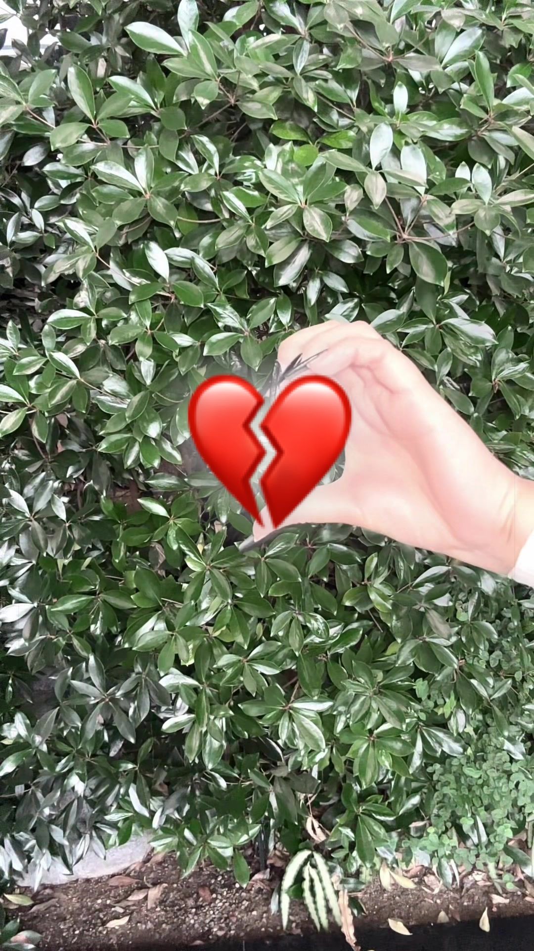 @˚✧₊⁎쥬쥬⁎⁺˳✧༚