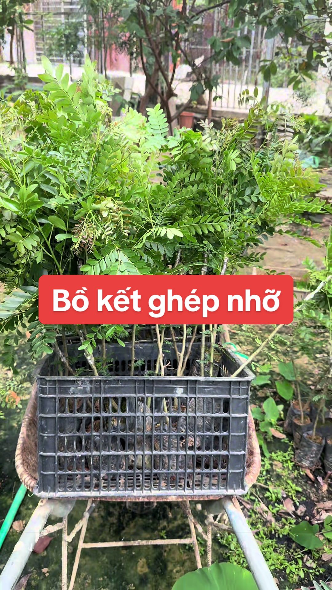 @Nh&agrave; Vườn Vũ Mai