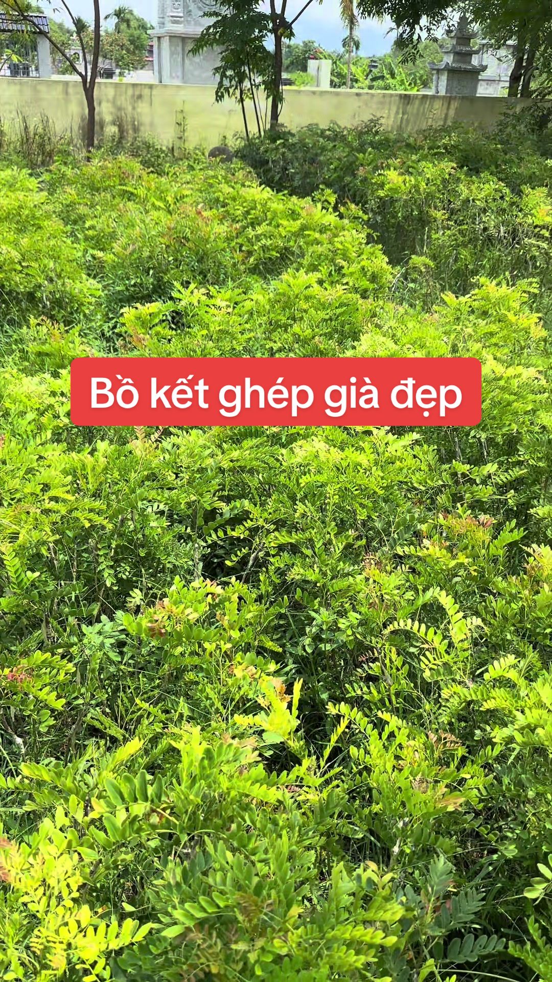 @Nh&agrave; Vườn Vũ Mai