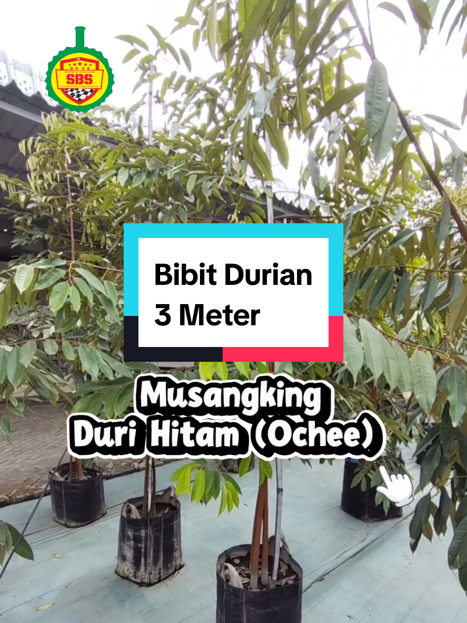 @Produksi Buah_SBS