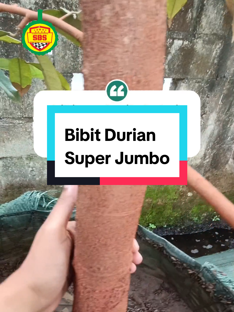 @Produksi Buah_SBS