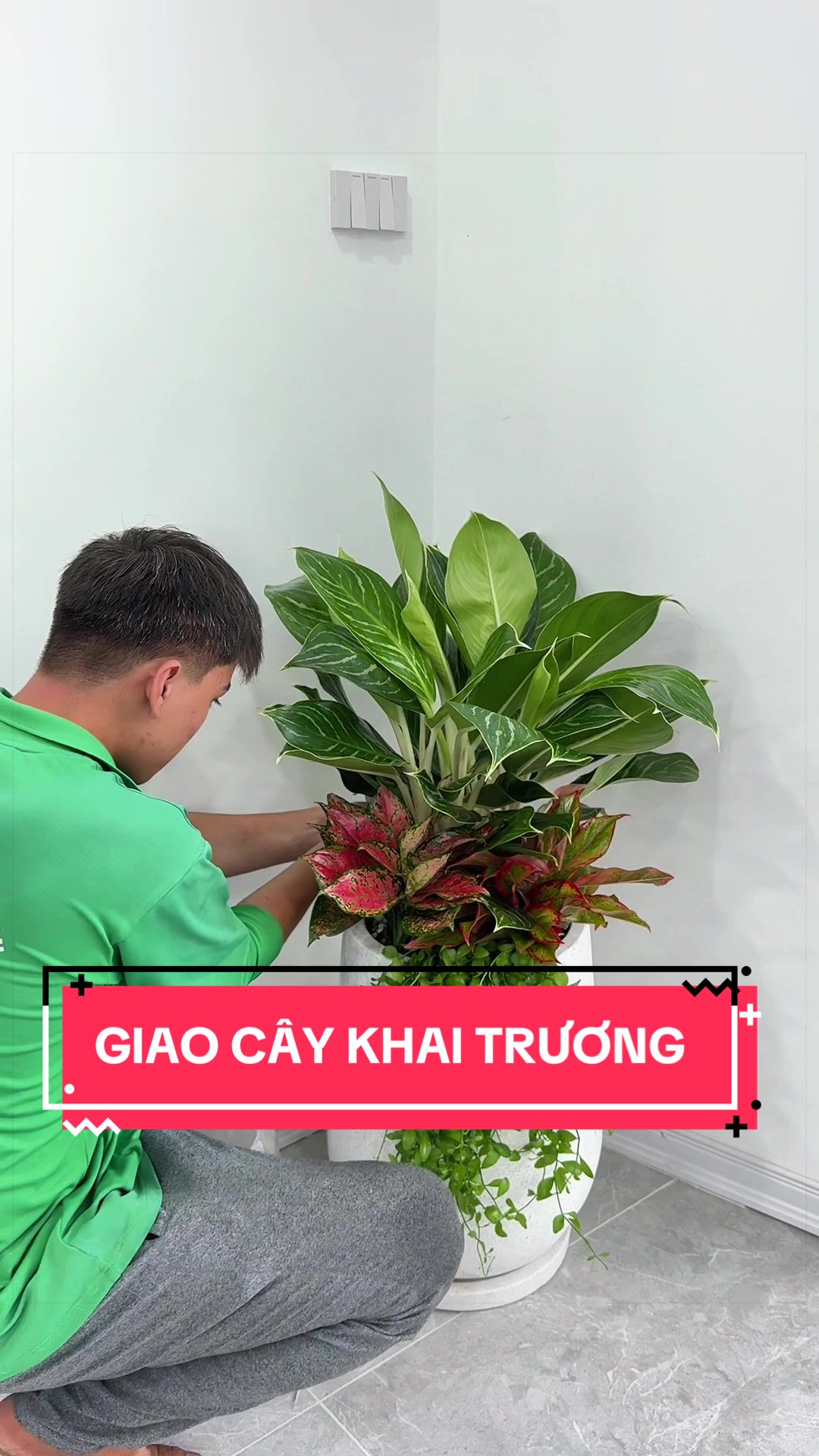 @Cây Xanh Phong Hồng