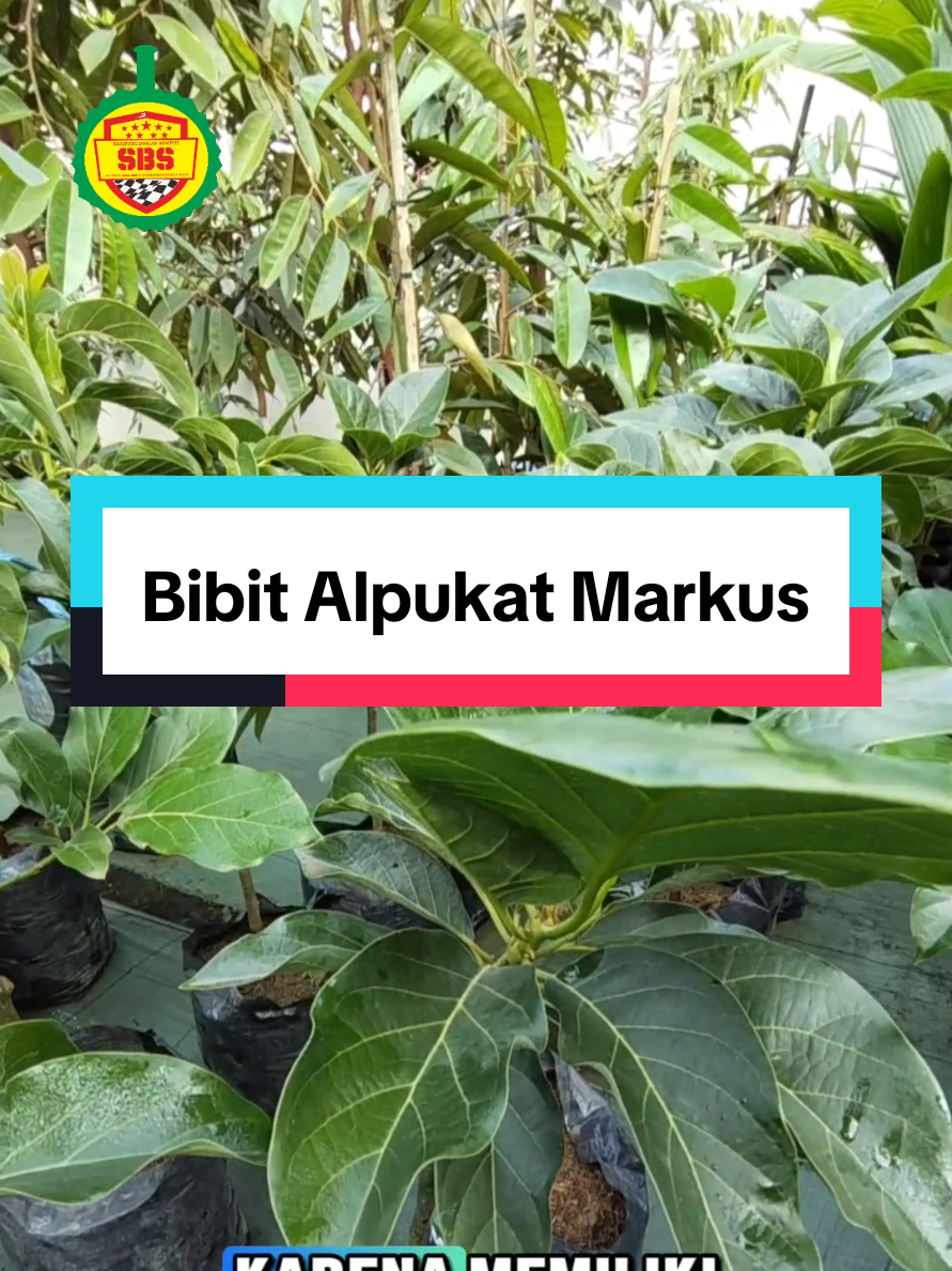 @Produksi Buah_SBS