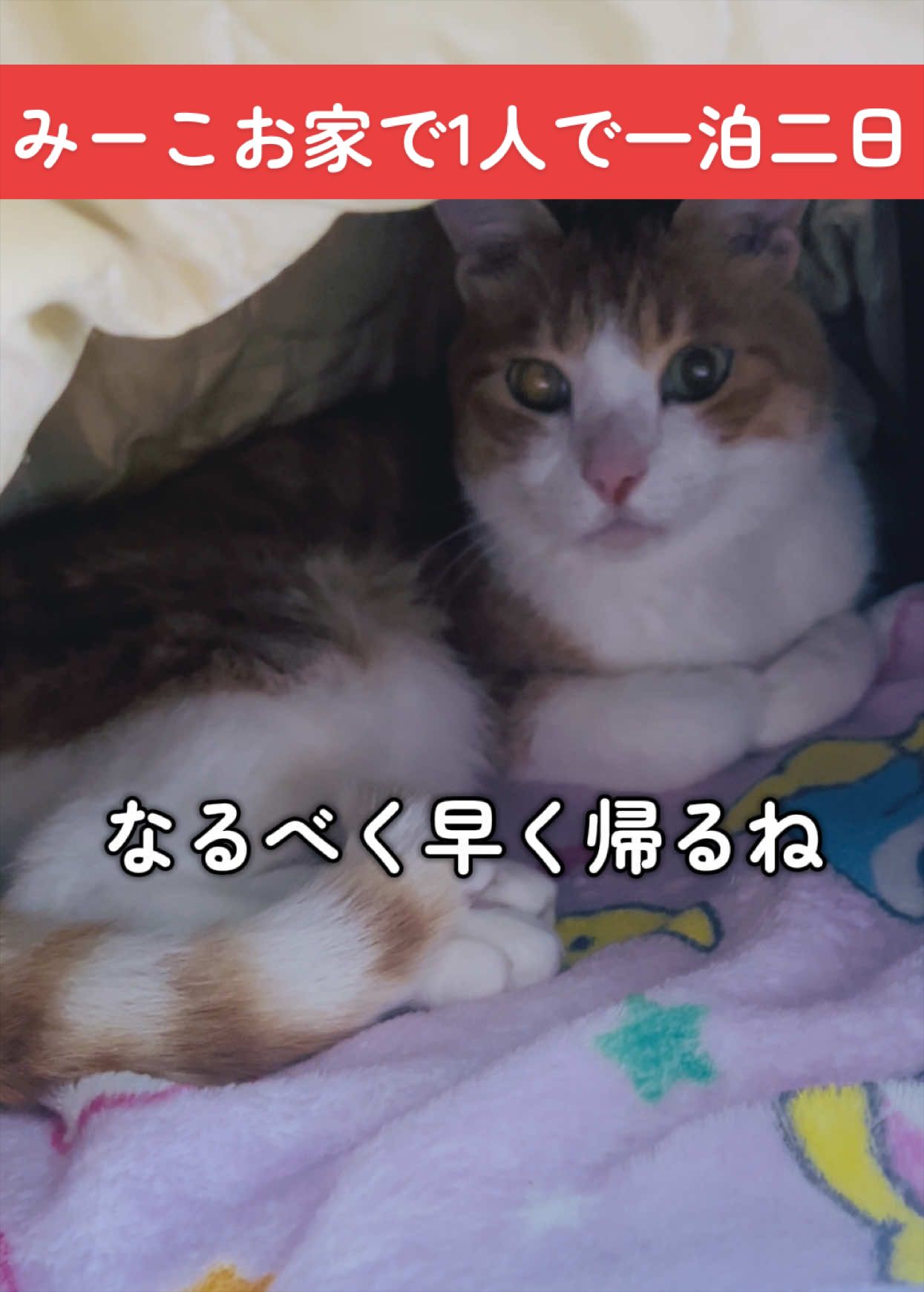 @みーこchannel
