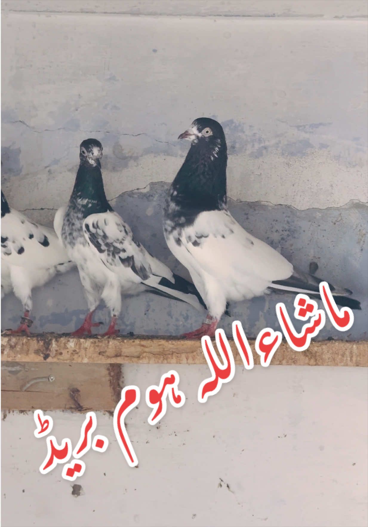 @Aero Pigeons Club