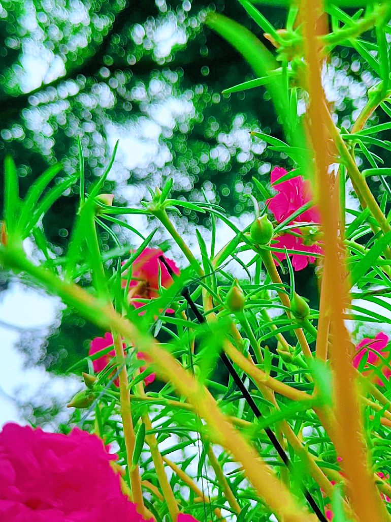 @🪺🦋বাংলার প্রকৃতি 🌾🌹