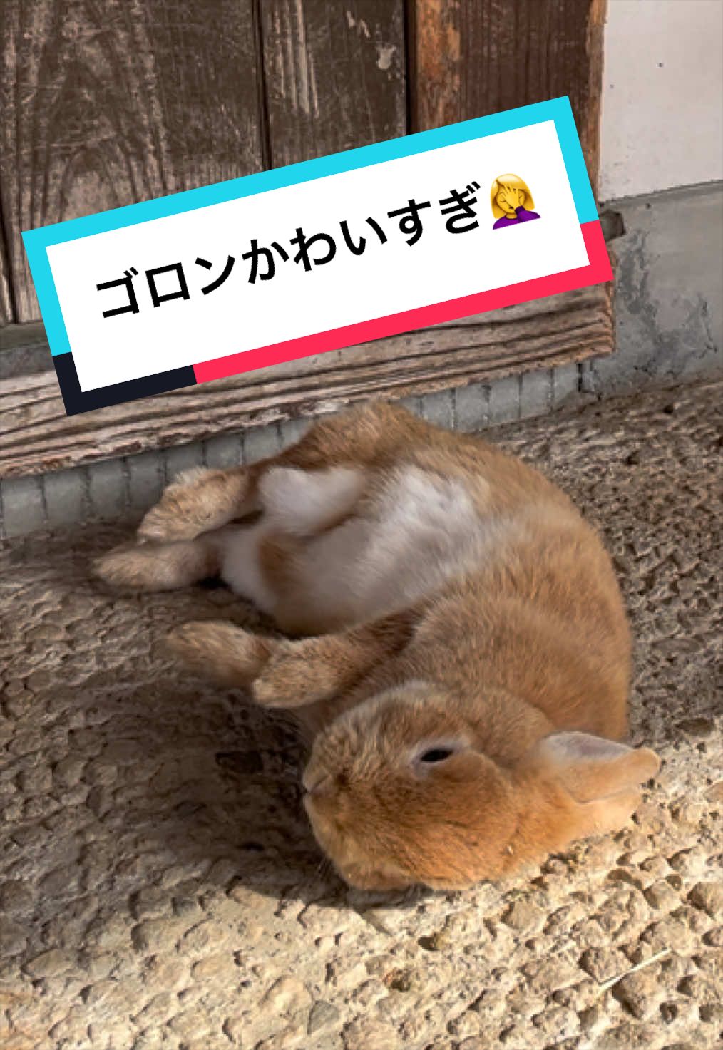 @【公式】月うさぎの里