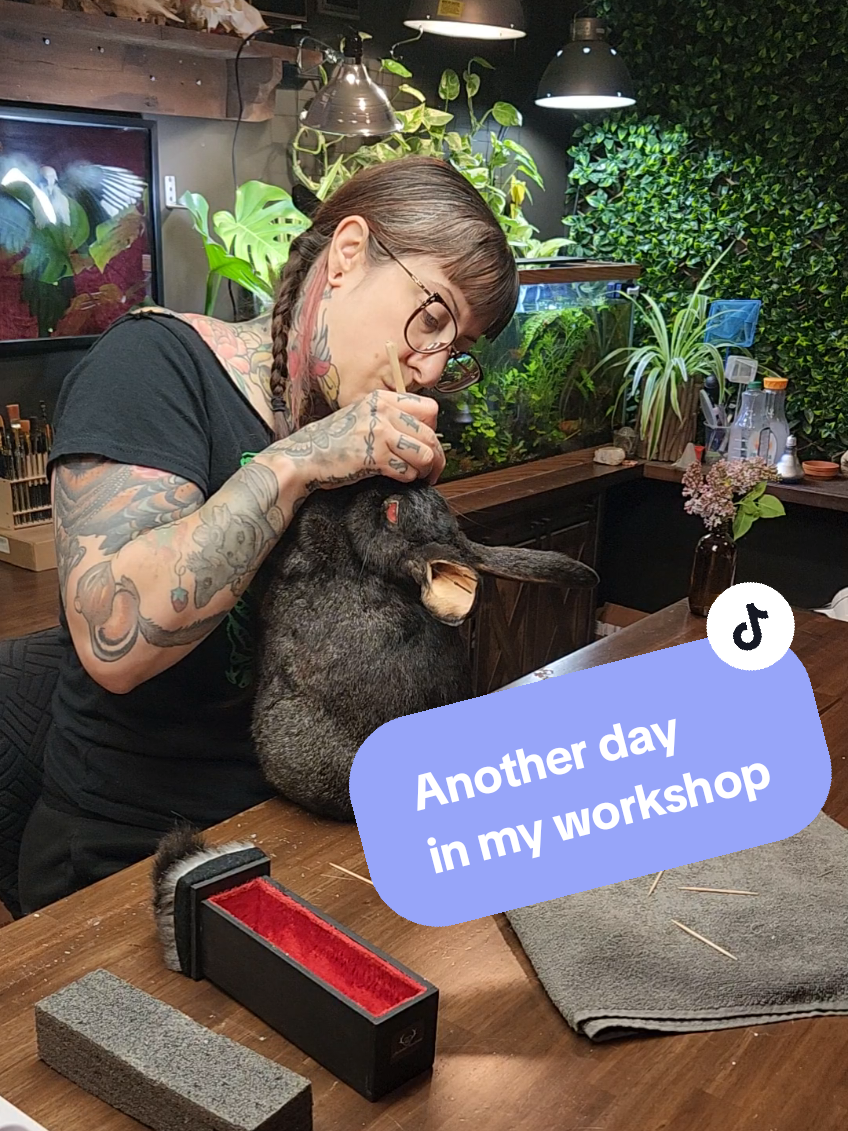 @May Jackalope Taxidermy 🇨🇦
