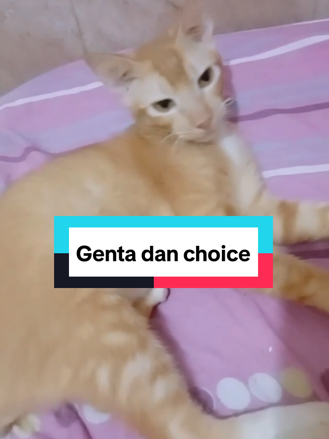 @renialexis