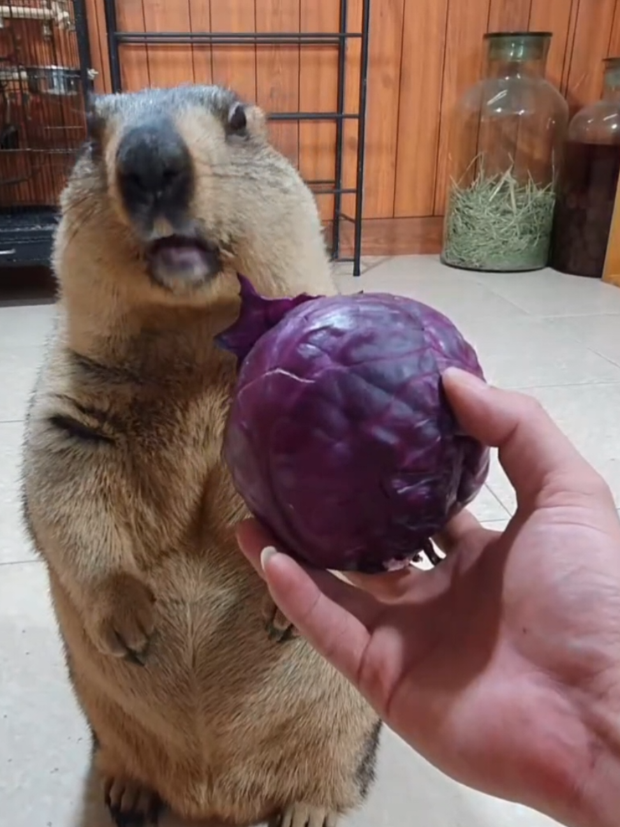 @YêuYêu
