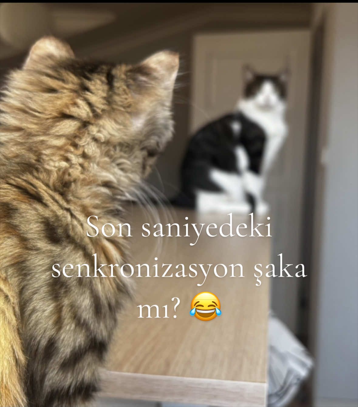 @ach so asko