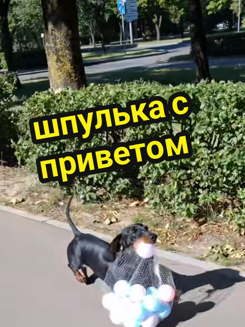 @ШПУЛЬКА. Весёлая такса!