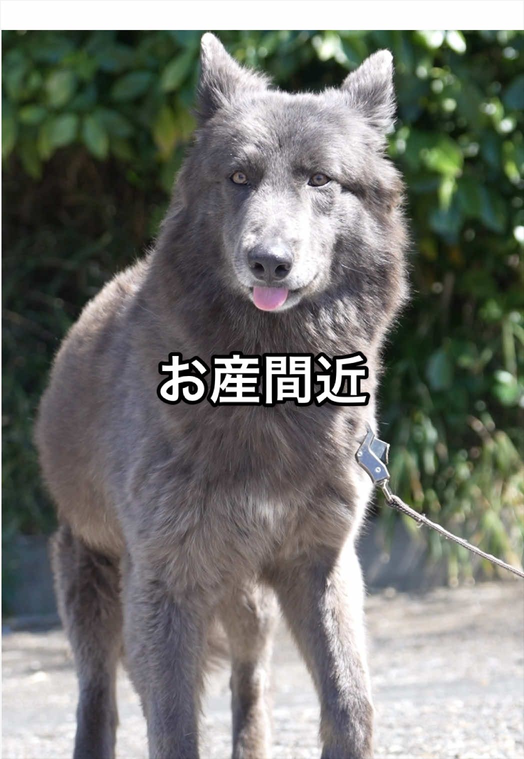@ローズウルフ/ウルフドッグ犬舎