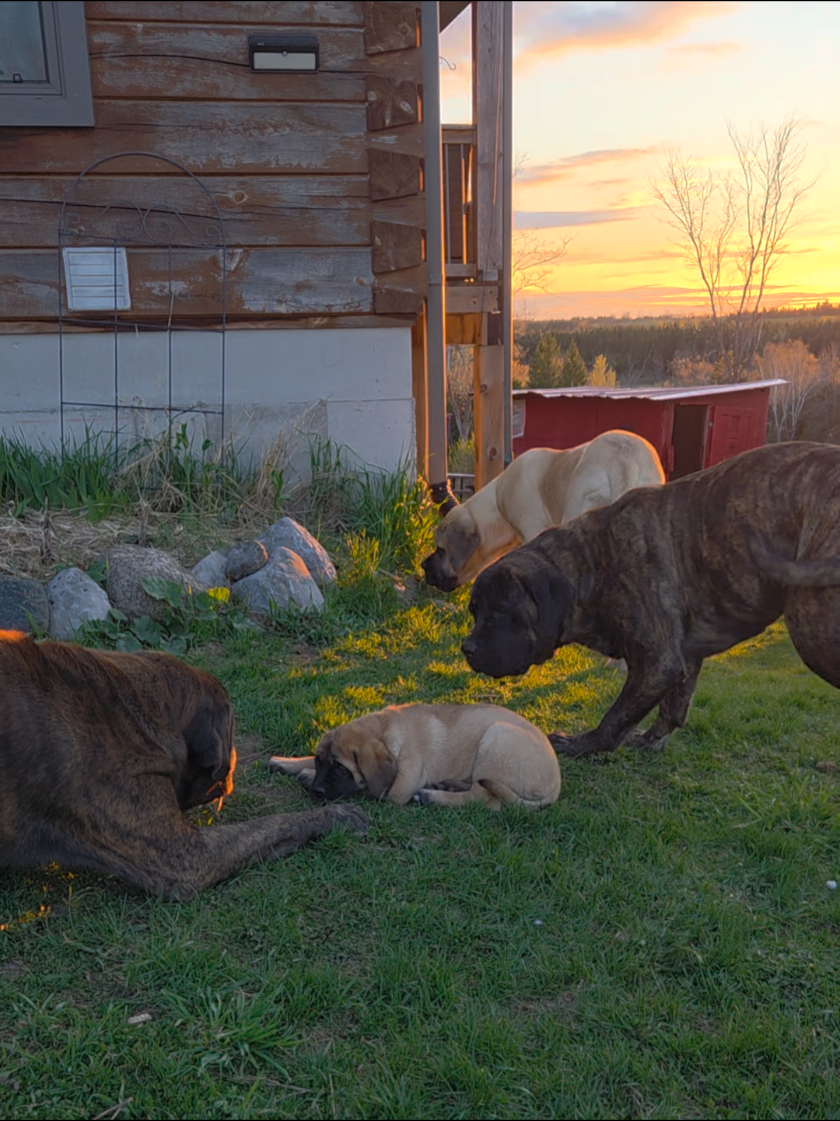 @Maple Mastiffs