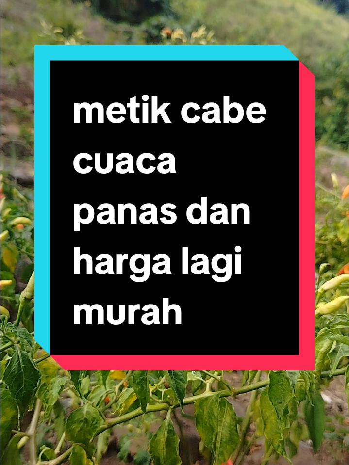 @MAMA ALMA