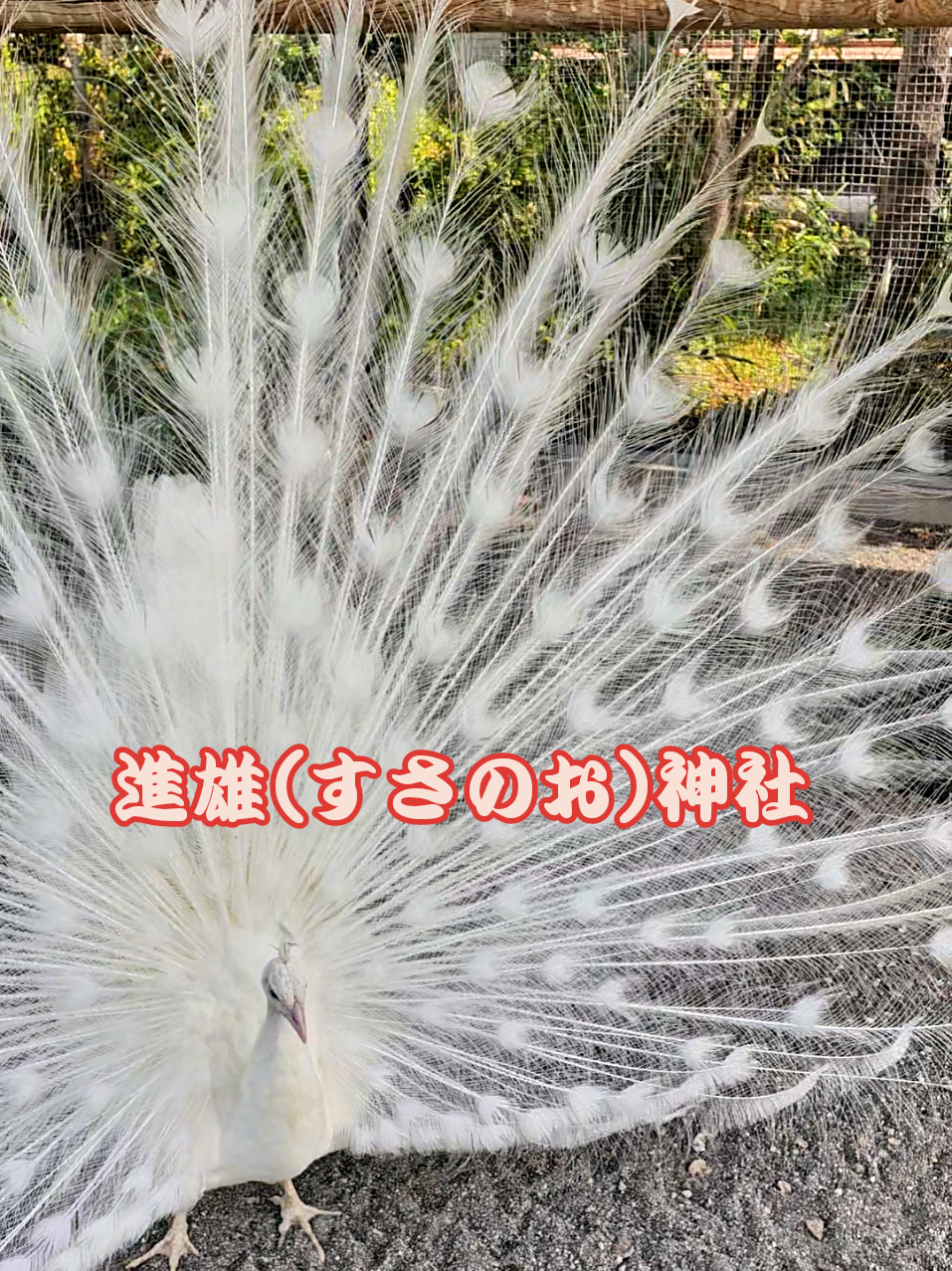@ぴーち社長