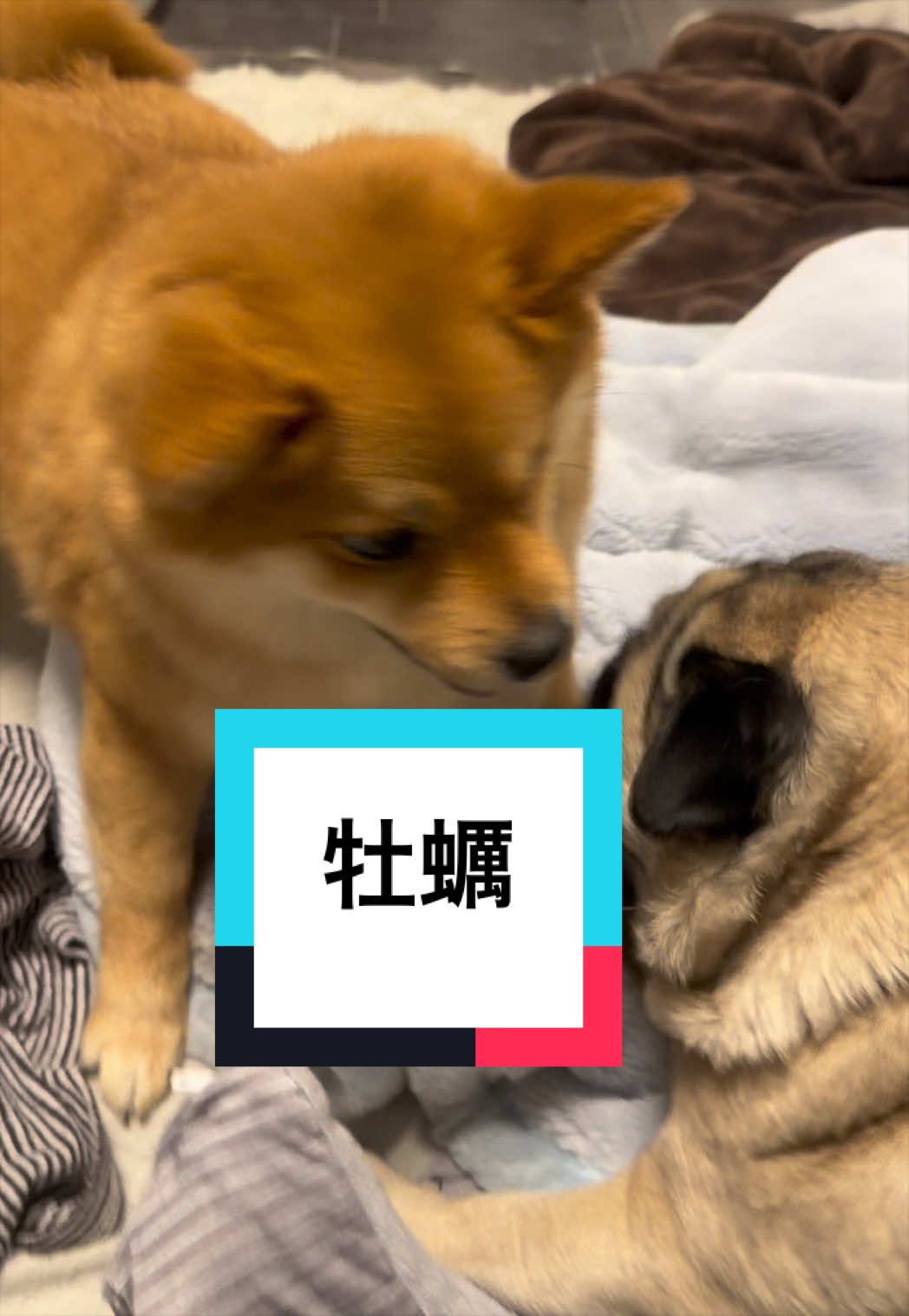 @🐶とん&ぺっぺこぺー🦊