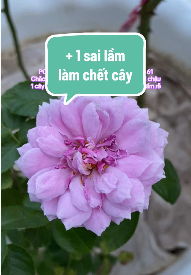 @Gia vị cuộc sống