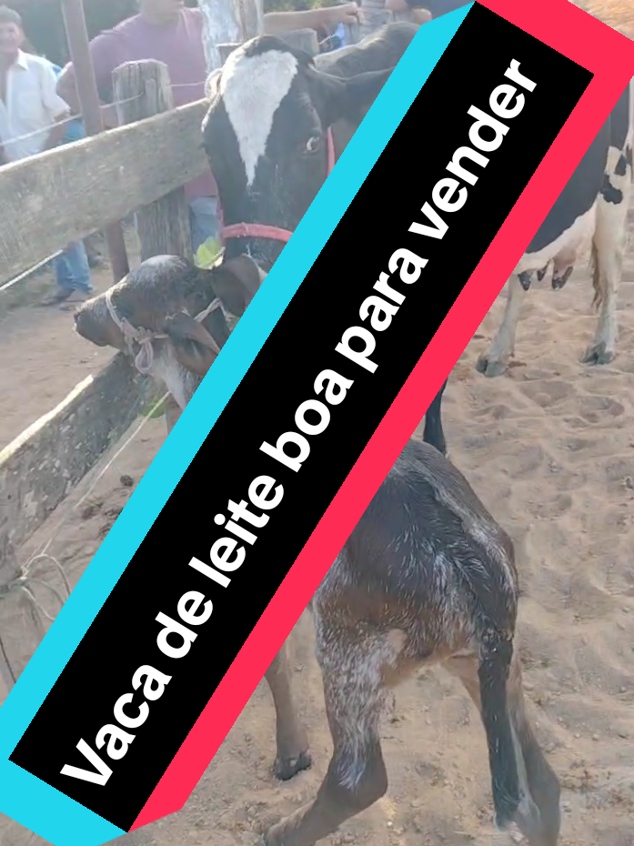 @Patricio do Ceará 🌵