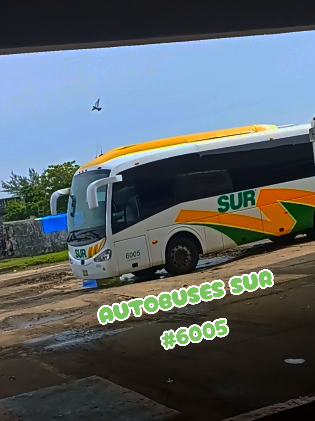 @Busologia Veracruzana 🍀🚍
