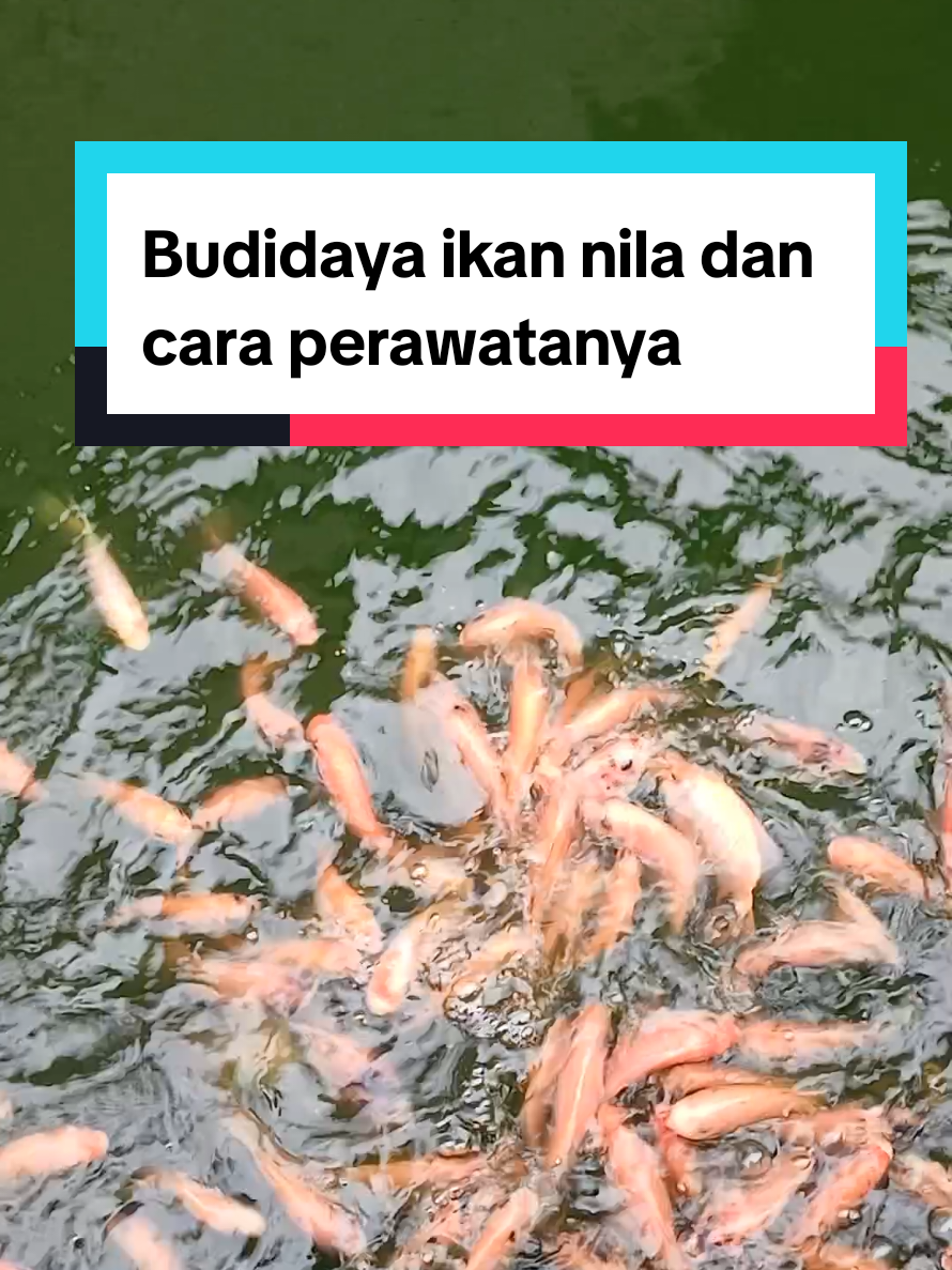 @Kang_Ewi