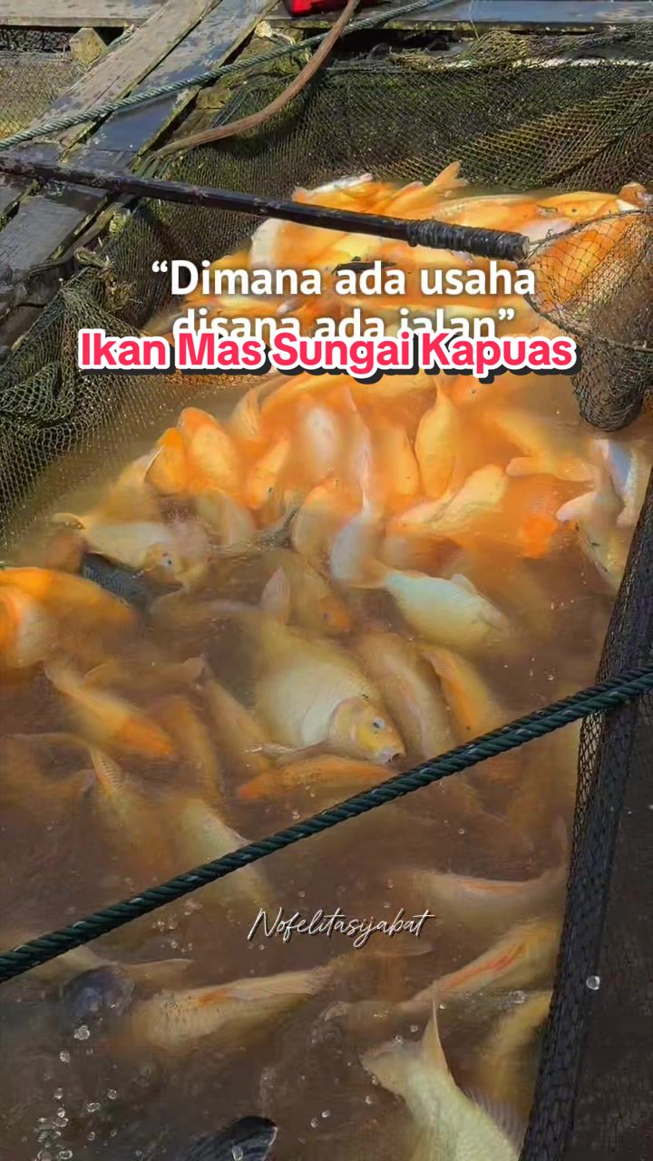 @Nofelita Sijabat