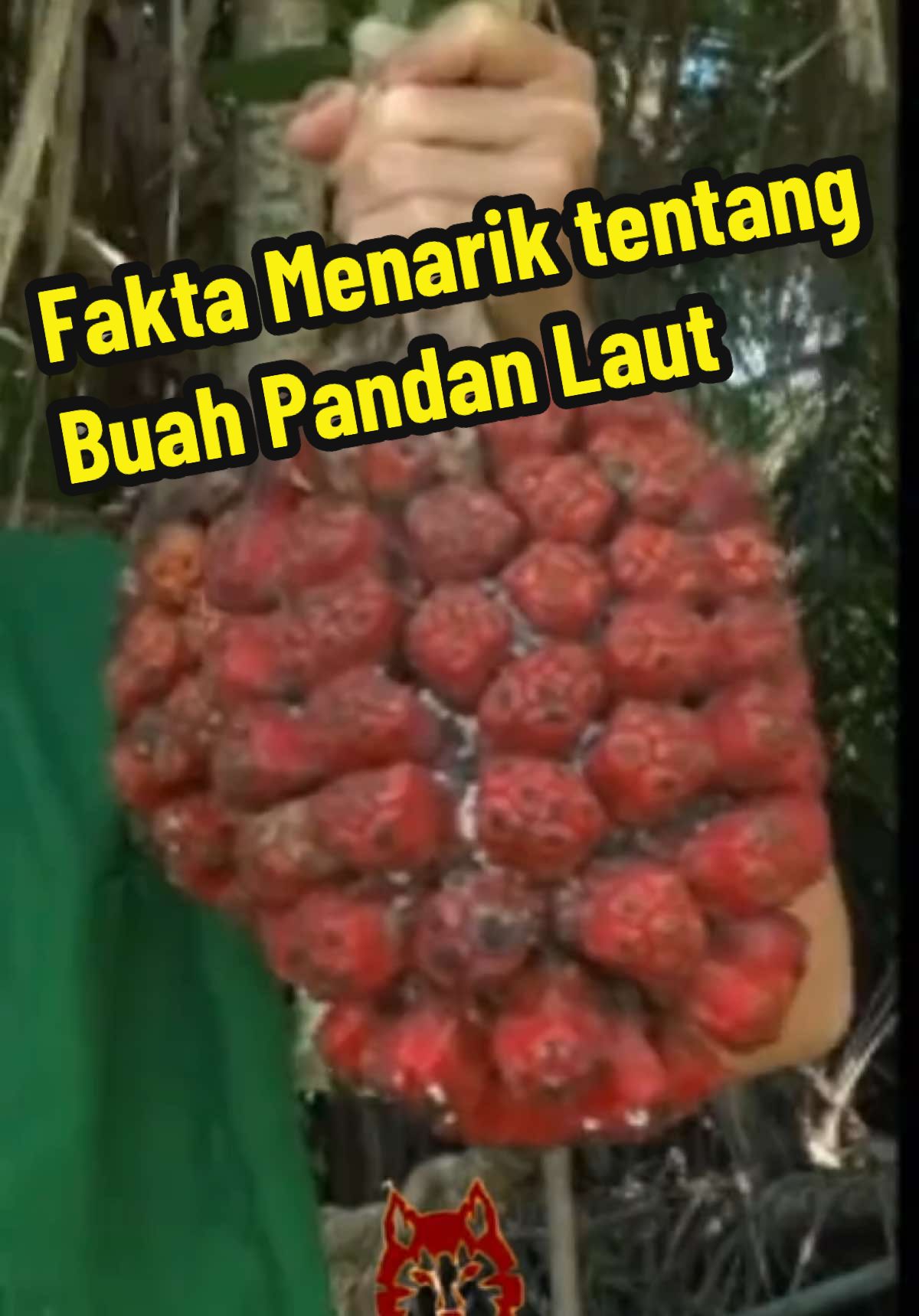 @Nakhoda Serigala