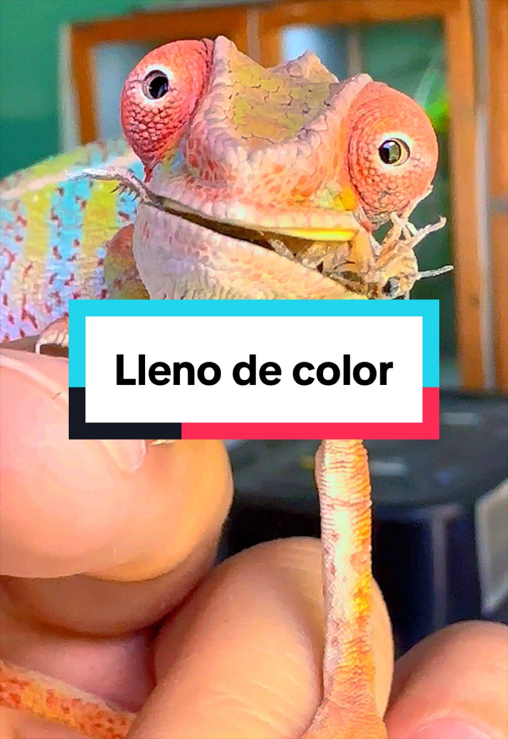 @ReptilMania