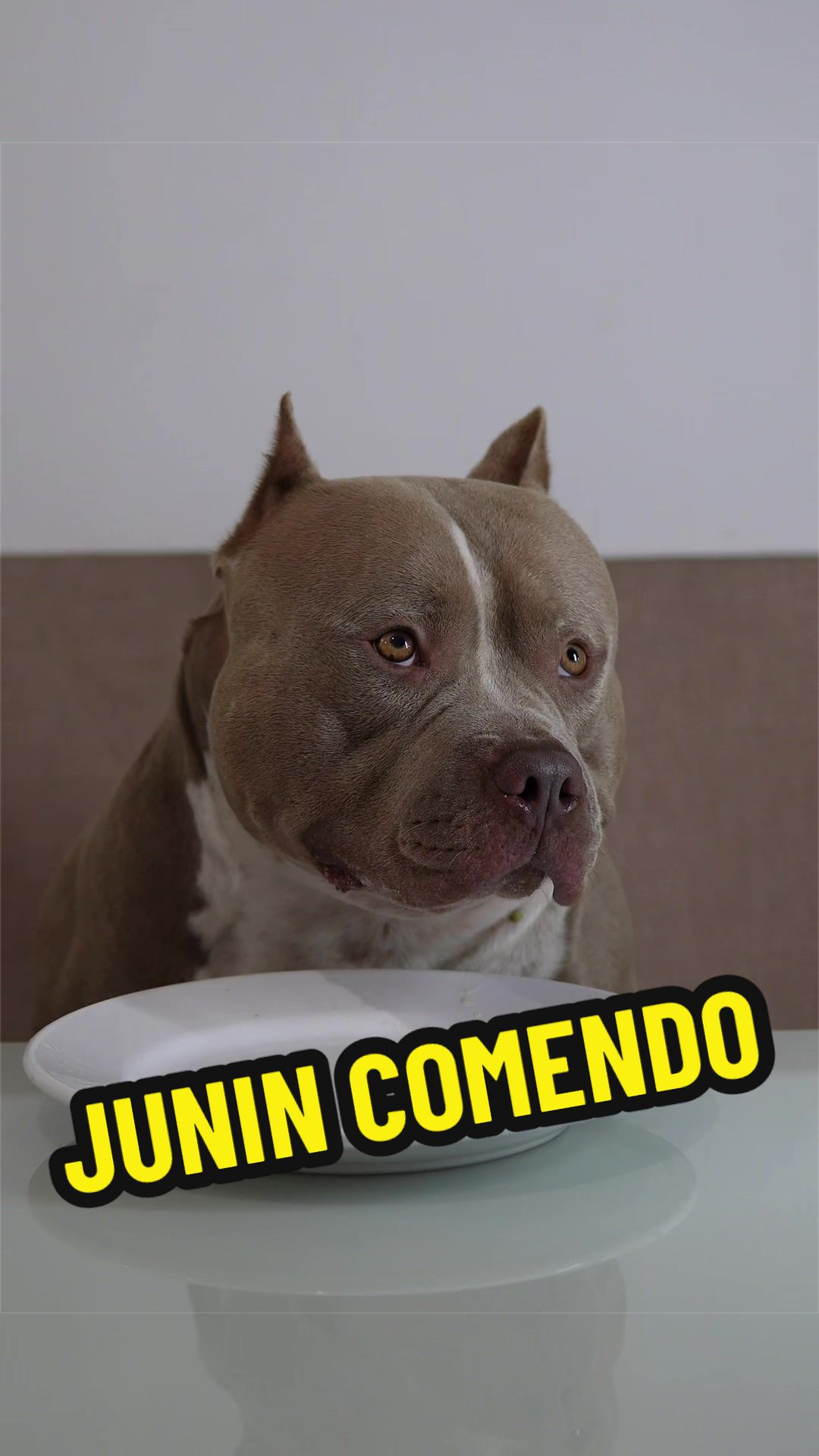 @Família Ragnar 🐶