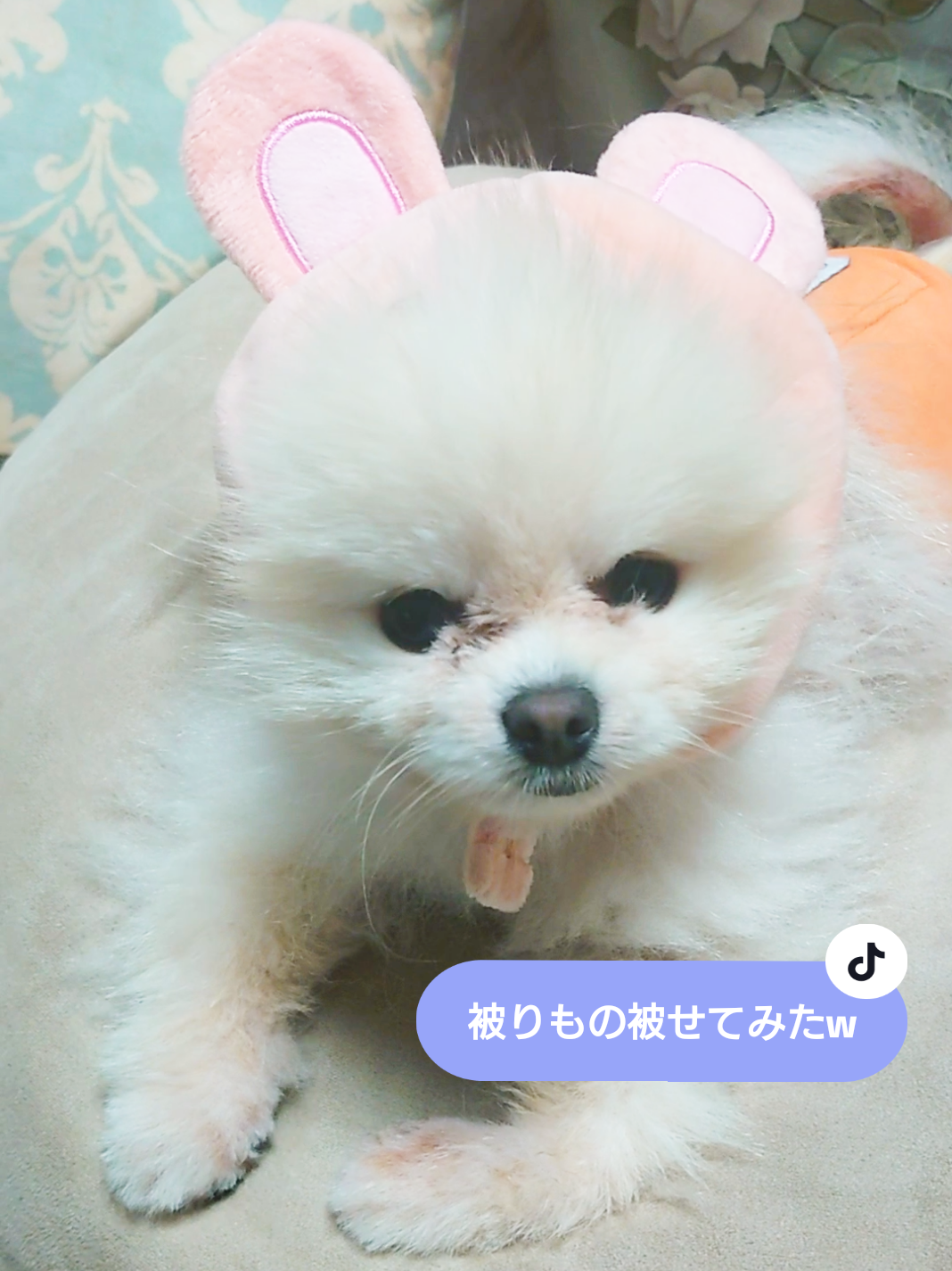@ゆりあ&ぽんた🐶🐾