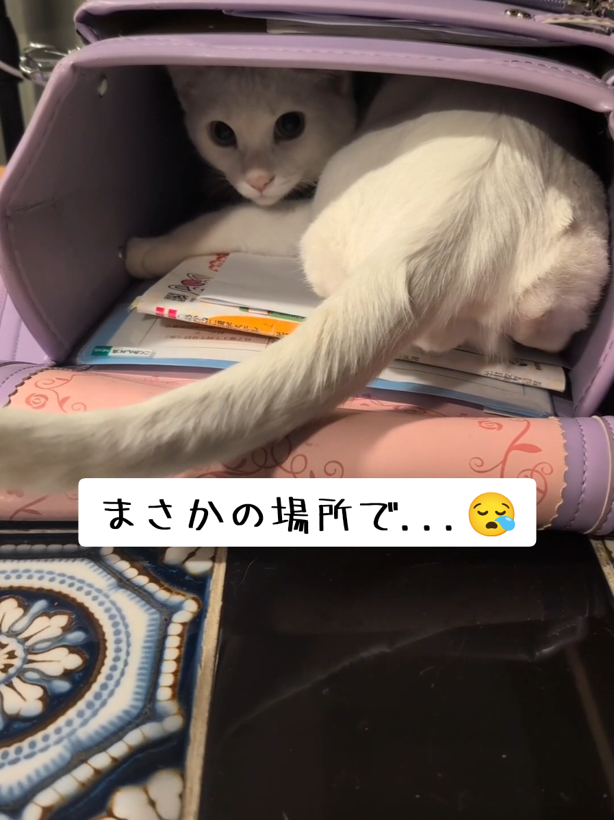 @にゃんご🐱